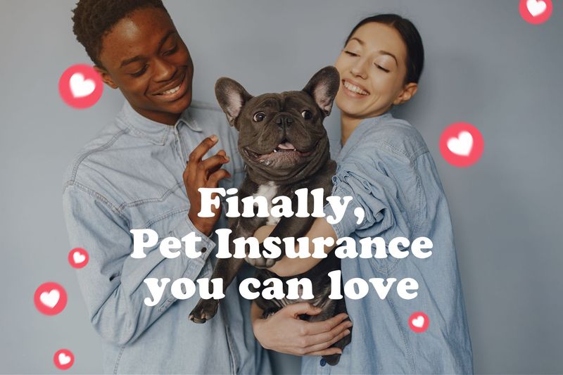 Finally, pet insurance you can love