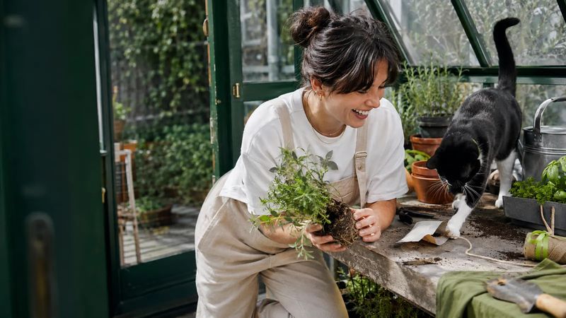 Cat owner potting herbs in a greenhouse with her tuxedo cat